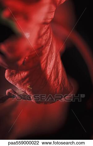 Stock Image - Flower petal, close-up. Fotosearch