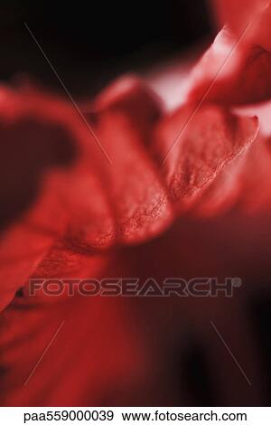 Flower petal, extreme close-up View Large Photo Image Stock Photo - Flower petal, extreme close-up. Fotosearch