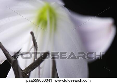 Flower stamen, close-up View Large Photo Image Stock Image - Flower stamen, close-up. Fotosearch