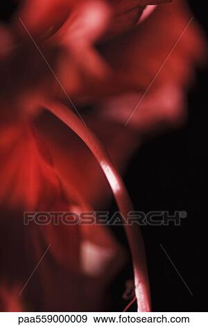 Stock Photo - Flower stamen, close-up. Fotosearch