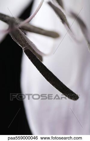 Flower stamen, close-up View Large Photo Image Stock Photograph - Flower stamen, close-up. Fotosearch