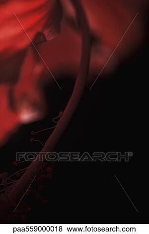 Flower stamen, extreme close-up View Large Photo Image Stock Photo - Flower stamen, extreme close-up. Fotosearch