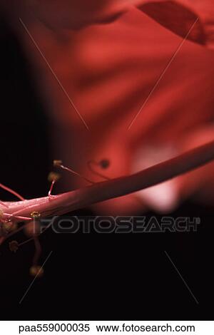 Flower stamen, extreme close-up View Large Photo Image Stock Photography - Flower stamen, extreme close-up. Fotosearch