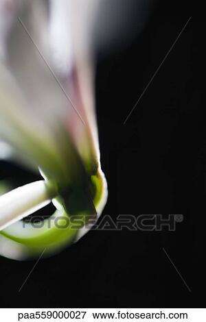 Stock Photo - Flower stem and peduncle, close-up. Fotosearch
