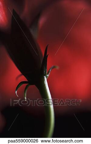 Stock Photograph - Flower stem and sepals, close-up. Fotosearch