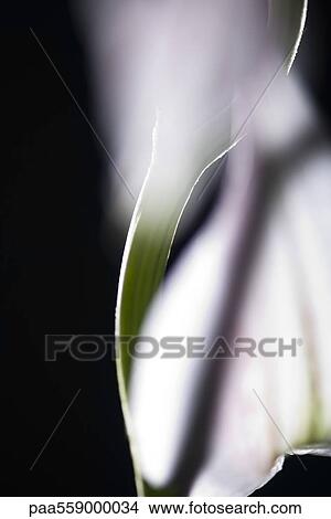 Flower stem, close-up View Large Photo Image Picture - Flower stem, close-up. Fotosearch