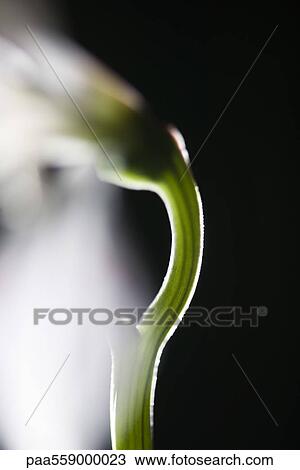 Flower stem, close-up View Large Photo Image Stock Image - Flower stem, close-up. Fotosearch