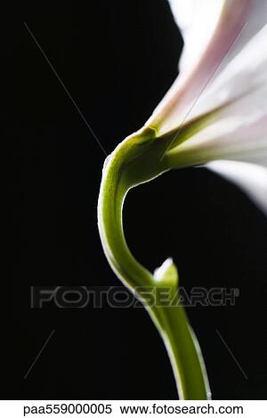 Flower stem, close-up View Large Photo Image Stock Photography - Flower stem, close-up. Fotosearch