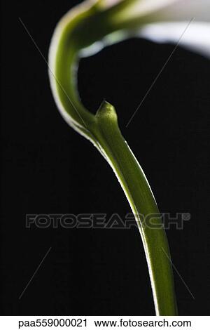 Stock Image - Flower stem, extreme close-up. Fotosearch