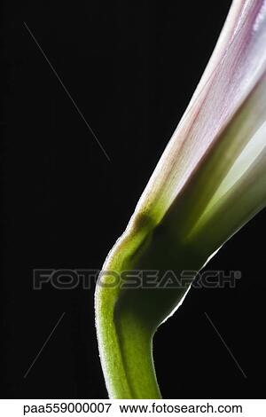 Flower stem, peduncle, close-up View Large Photo Image Stock Photo - Flower stem, peduncle, close-up. Fotosearch