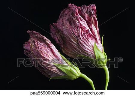 Picture - Flowers wilting, side view. Fotosearch