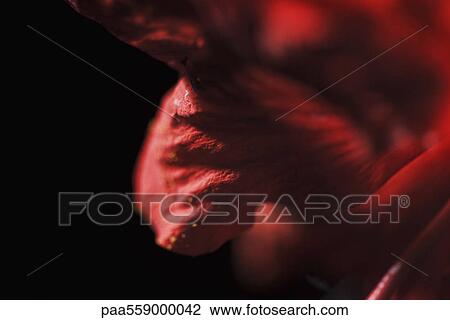 Hibiscus petals, extreme close-up View Large Photo Image Stock Image - Hibiscus petals, extreme close-up. Fotosearch