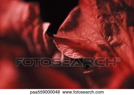 Hibiscus petals, extreme close-up View Large Photo Image Stock Photo - Hibiscus petals, extreme close-up. Fotosearch