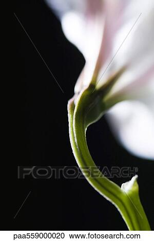 Peduncle of flower stem, close-up View Large Photo Image Stock Image - Peduncle of flower stem, close-up. Fotosearch
