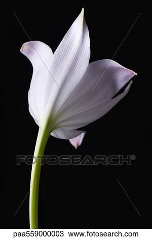 Stock Image - Single white lily, rear view. Fotosearch