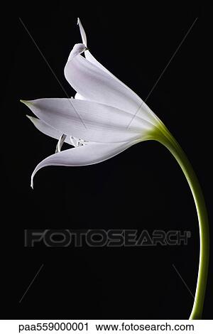 Single white lily, side view View Large Photo Image Stock Image - Single white lily, side view. Fotosearch