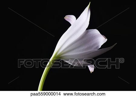 White lily, close-up View Large Photo Image Picture - White lily, close-up. Fotosearch