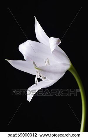Stock Image - White lily, close-up. Fotosearch