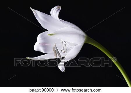 Stock Photo - White lily. Fotosearch