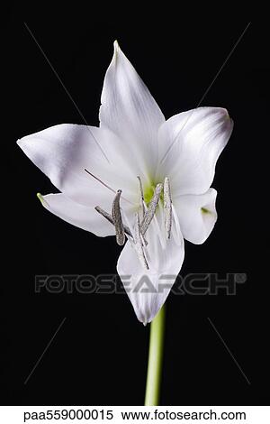 Stock Photography - White lily. Fotosearch