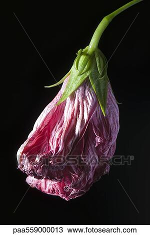 Wilted flower View Large Photo Image Stock Image - Wilted flower. Fotosearch