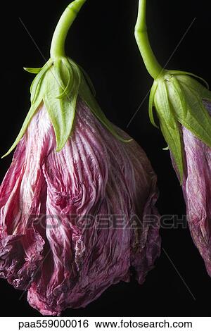 Wilted flowers hanging from bending stems, close-up View Large Photo Image Stock Photograph - Wilted flowers hanging from bending stems, close-up. Fotosearch