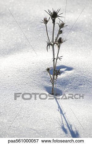 Dead thistle in snow View Large Photo Image Stock Photo - Dead thistle in snow. Fotosearch