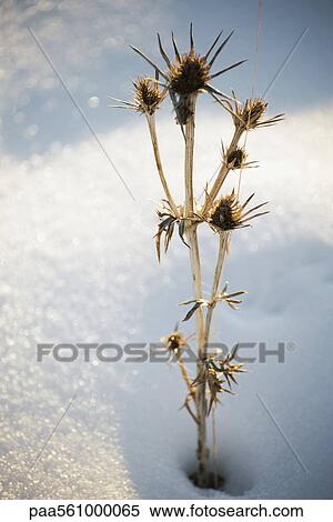 Dead thistle in snow View Large Photo Image Stock Photography - Dead thistle in snow. Fotosearch
