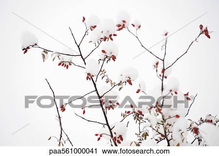Stock Image - Delicate branches covered with snow. Fotosearch