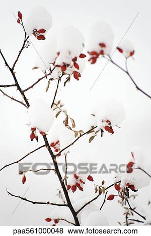 Stock Photo - Delicate branches covered with snow. Fotosearch