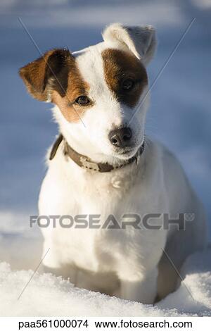 Dog sitting in snow, portrait View Large Photo Image Picture - Dog sitting in snow, portrait. Fotosearch