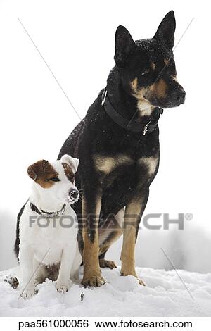 Dogs sitting side by side in snow View Large Photo Image Stock Photograph - Dogs sitting side by side in snow. Fotosearch