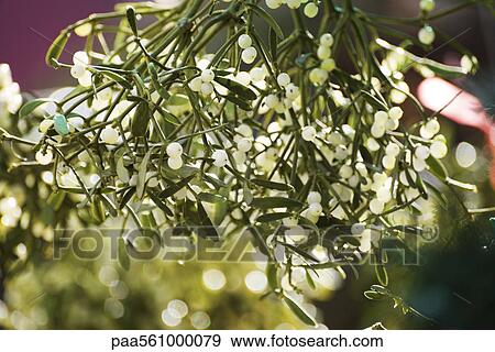 Mistletoe View Large Photo Image Stock Photo - Mistletoe. Fotosearch