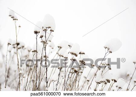 Stock Image - Plants dusted with new fallen snow. Fotosearch