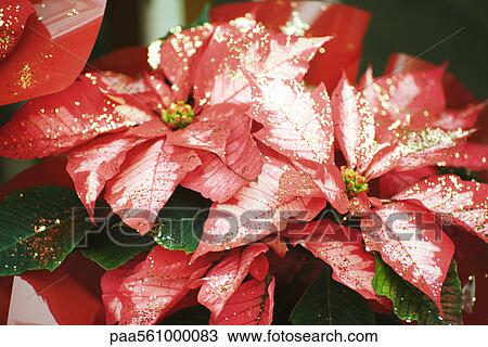 Poinsettia decorated with glitter View Large Photo Image Stock Image - Poinsettia decorated with glitter. Fotosearch