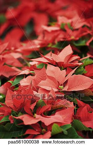 Poinsettias View Large Photo Image Stock Photo - Poinsettias. Fotosearch