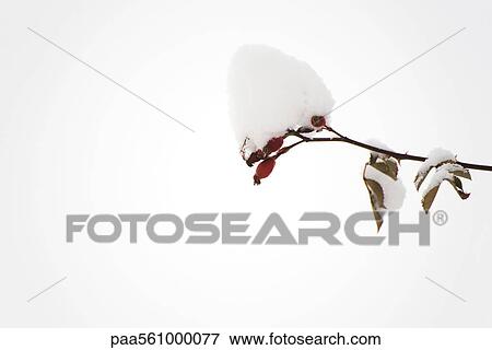 Stock Photo - Snow-covered branch. Fotosearch