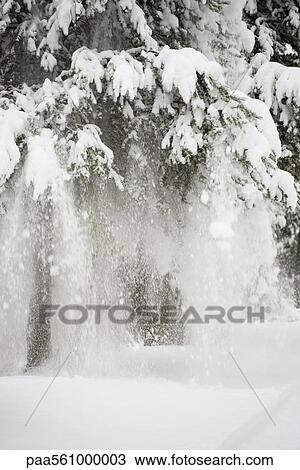 Stock Image - Snow falling from tree branches. Fotosearch