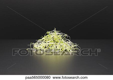 Stock Image - Alfalfa sprouts. Fotosearch