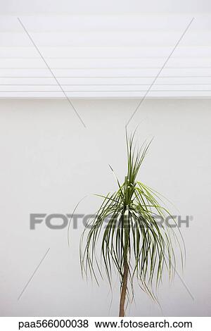 Ponytail Palm (Beaucarnea recurvata) View Large Photo Image Stock Photo - Ponytail Palm (Beaucarnea recurvata). Fotosearch