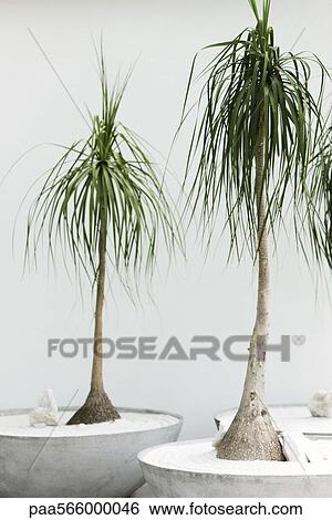 Potted Ponytail Palms Beaucarnea Recurvata Stock Photograph Paa Fotosearch