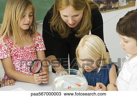 Elementary teacher and students gathered around goldfish bowl View Large Photo Image Stock Image - Elementary teacher and students gathered around goldfish bowl. Fotosearch