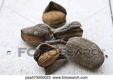 Almonds View Large Photo Image Stock Image - Almonds. Fotosearch