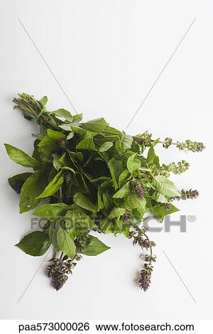 Stock Photograph - Bunch of fresh basil. Fotosearch
