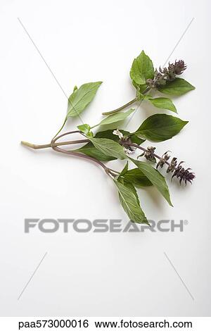 Fresh basil sprigs View Large Photo Image Stock Photograph - Fresh basil sprigs. Fotosearch