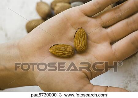 Hand holding fresh almonds View Large Photo Image Stock Image - Hand holding fresh almonds. Fotosearch
