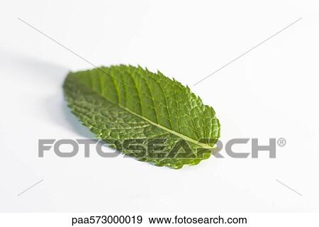 Mint leaf View Large Photo Image Stock Photo - Mint leaf. Fotosearch