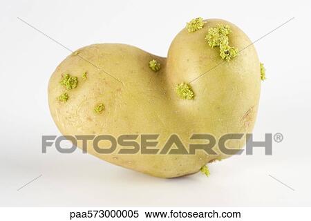 Misshapen potato View Large Photo Image Stock Photography - Misshapen potato. Fotosearch