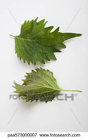 Perilla (also known as Shiso) View Large Photo Image Stock Photo - Perilla (also known as Shiso). Fotosearch