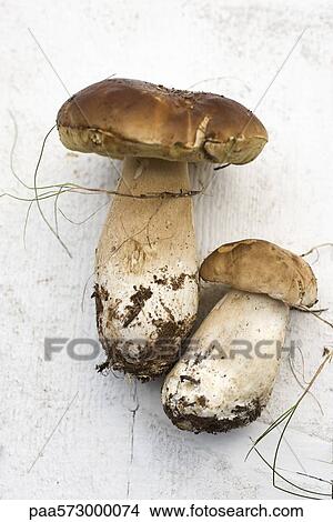 Porcini mushrooms View Large Photo Image Picture - Porcini mushrooms. Fotosearch